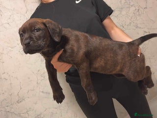 Mixed Breed dogs Rottweiler x Mastiff Brindle Puppies - Advert 1