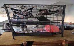 Rat rodents for sale: Pet rats with cage and accessories  - Advert 7