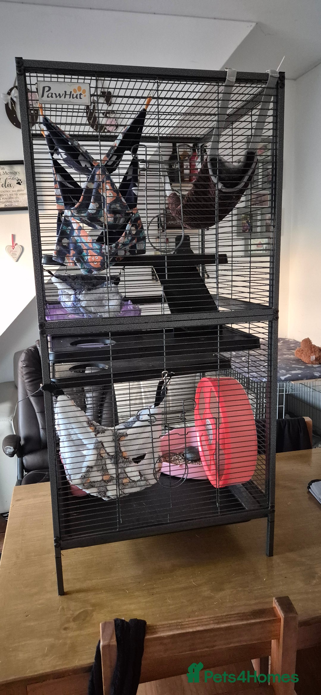 Rat rodents for sale: Pet rats with cage and accessories  - Advert 7