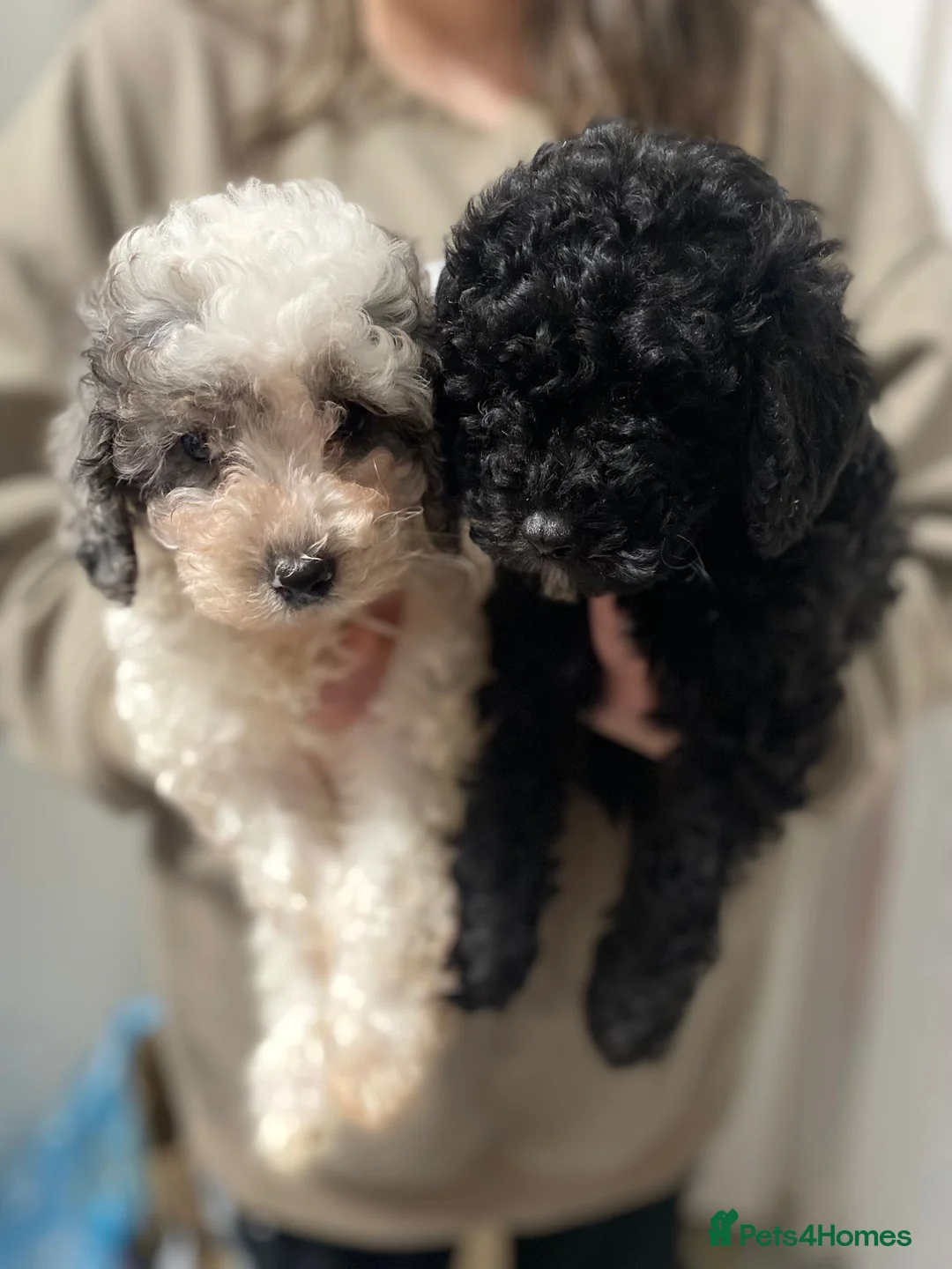 Cavapoo dogs for sale: Beautiful cavapoo puppies ready now - Advert 5