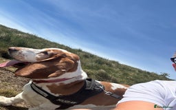 Basset Hound dogs for sale: Lovely male basset hound flash  - Image 3