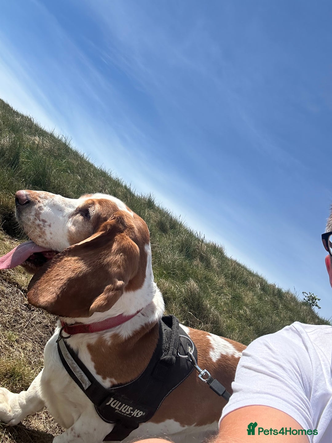 Basset Hound dogs for sale: Lovely male basset hound flash  - Image 3