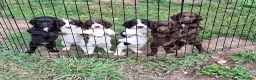 Cocker Spaniel dogs for sale: FTCH x OFTW in Bridgend - Advert 2