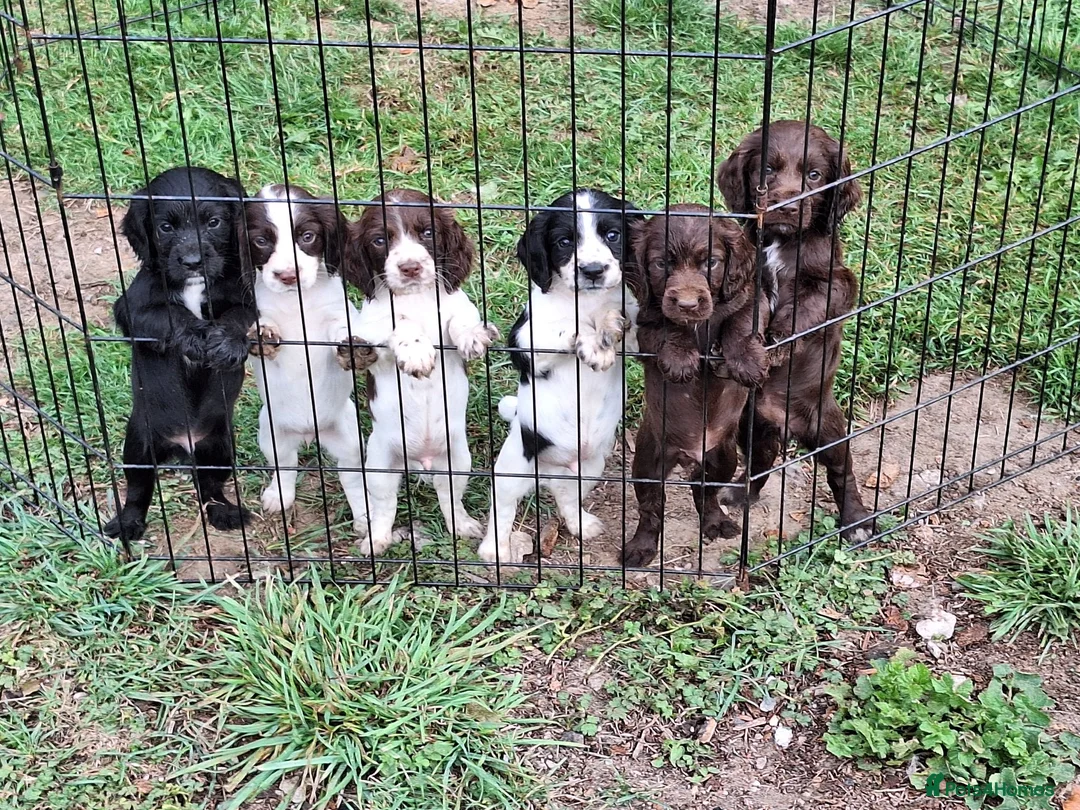 Cocker Spaniel dogs for sale: FTCH x OFTW in Bridgend - Advert 2