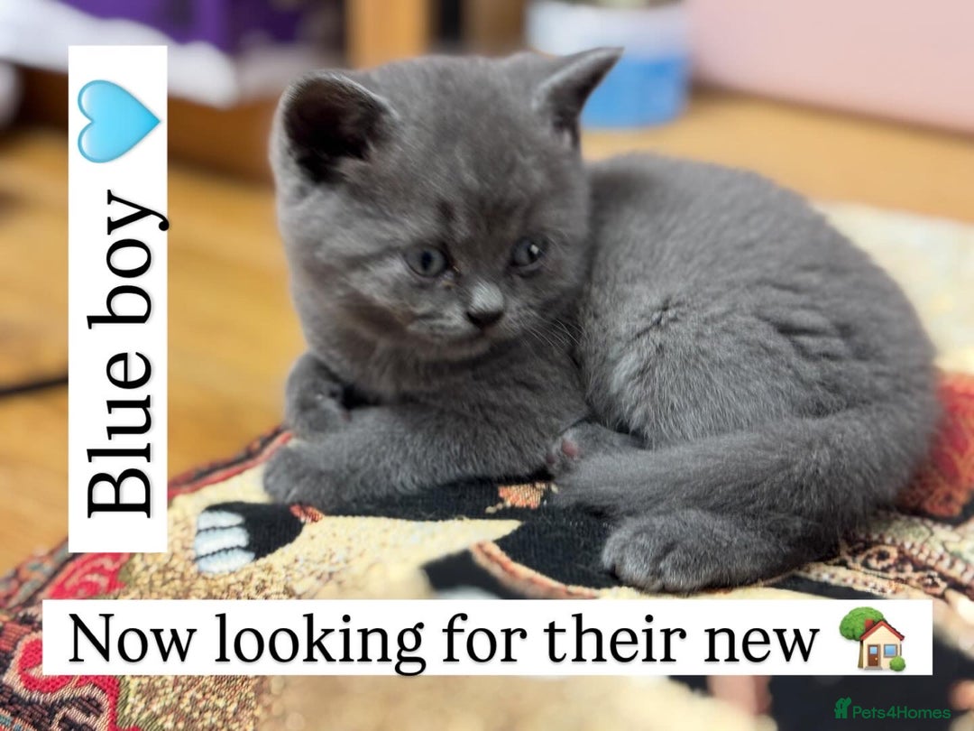 British Shorthair cats for sale: Incredible GCCF British shorthaired kittens  - Image 6