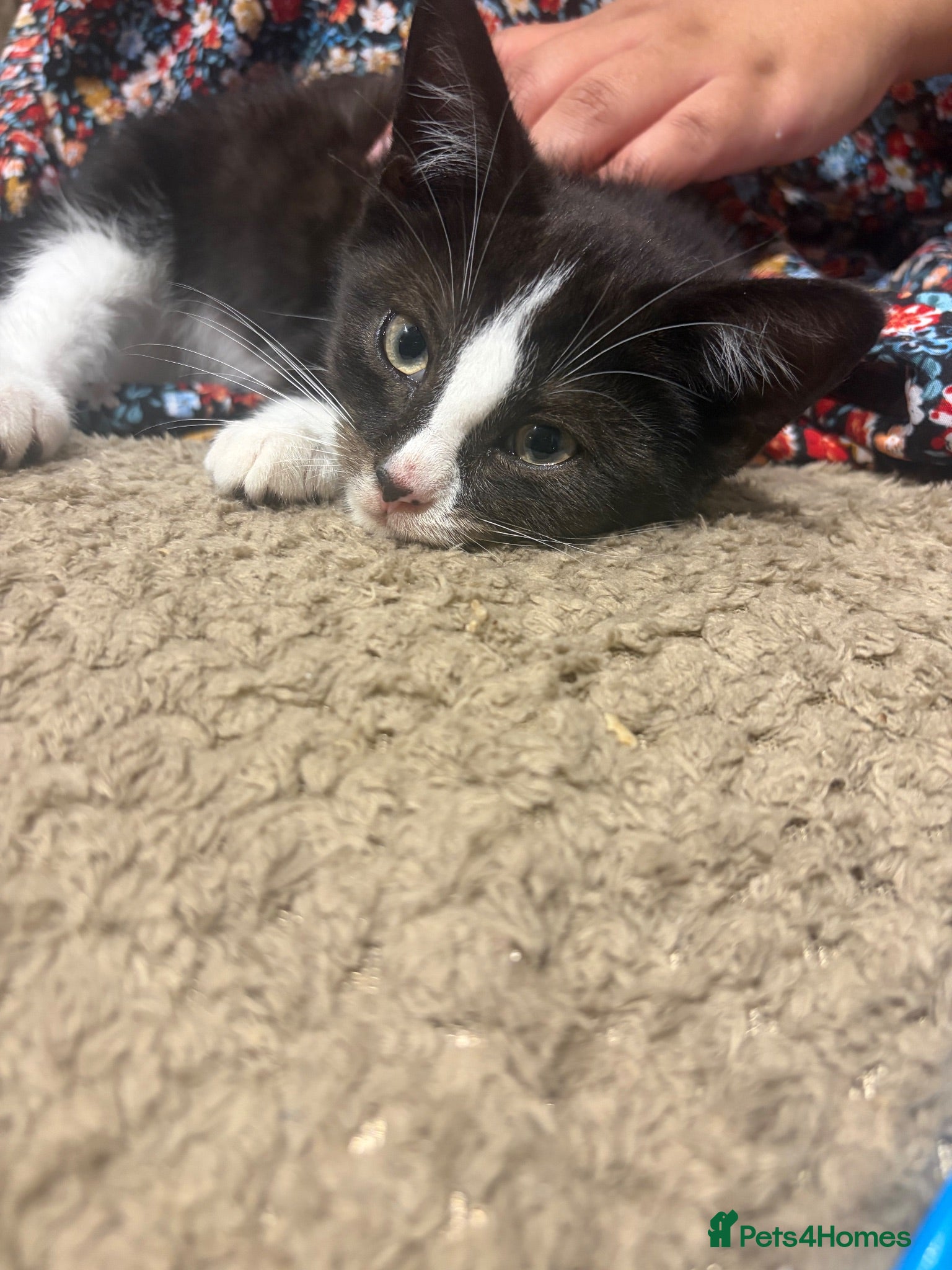Mixed Breed cats 🐾 Tux Sami – Tuxedo Kitten 🖤🤍 - Advert 3