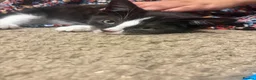 Mixed Breed cats for sale: 🐾 Tux Sami – Tuxedo Kitten 🖤🤍 in Peterborough - Advert 1