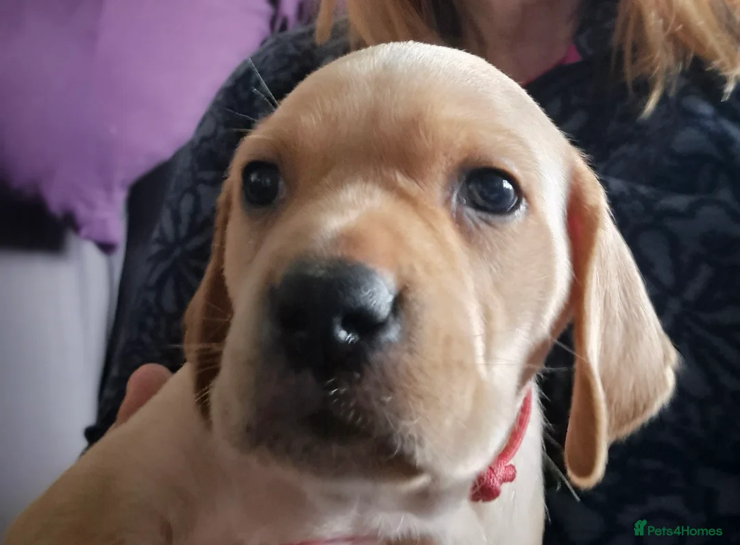 Pointer dogs for sale: Portuguese pointer puppies for sale - Advert 8