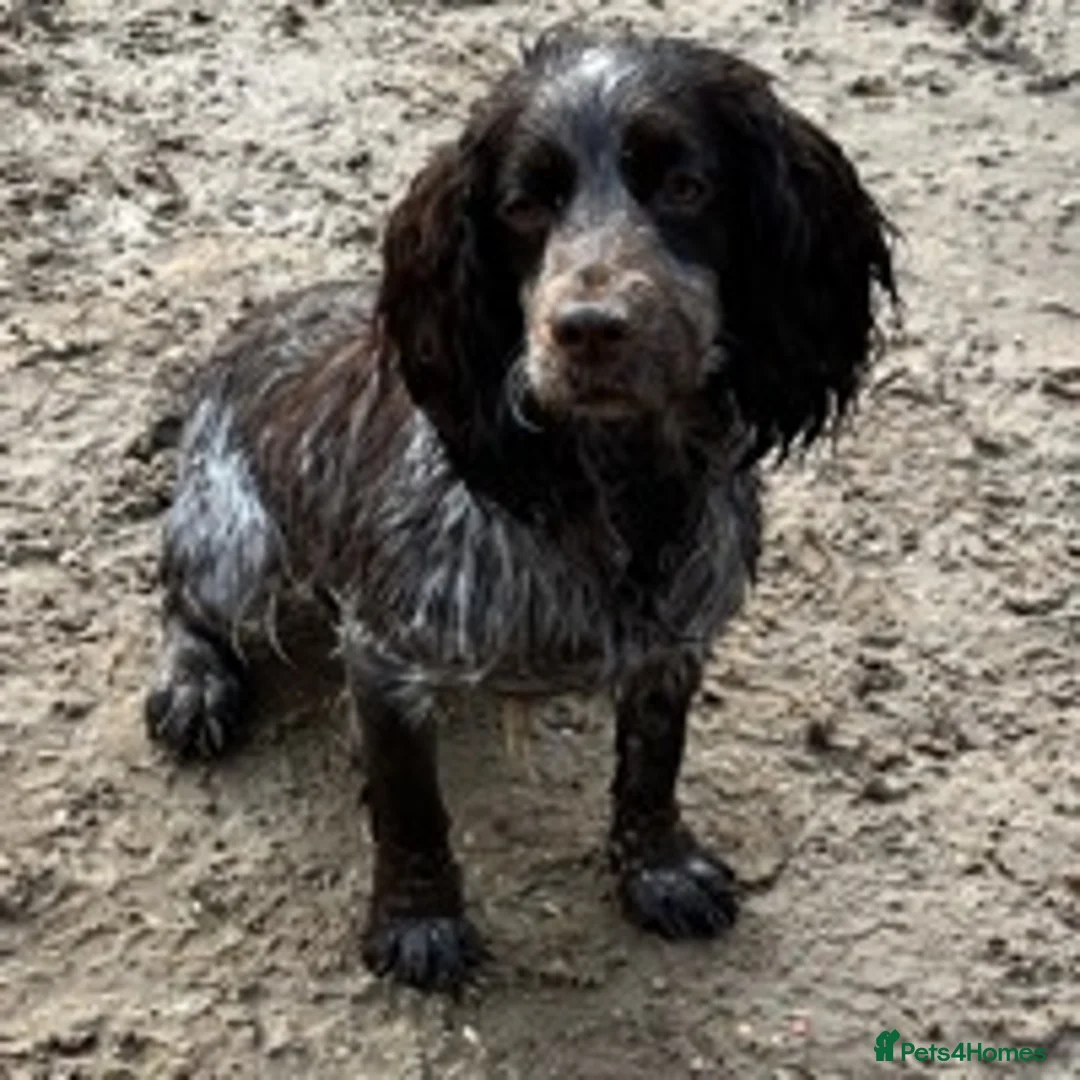 Cocker Spaniel dogs for stud: Working Cocker Gonio✅BVA eye tested✅ Hips/Elbows✅ in Pickering - Advert 13