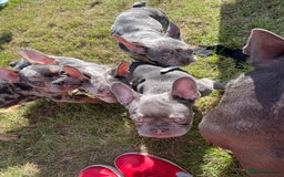 French Bulldog dogs for sale: Kc registered 12 week old French. Bulldogs  - Image 16