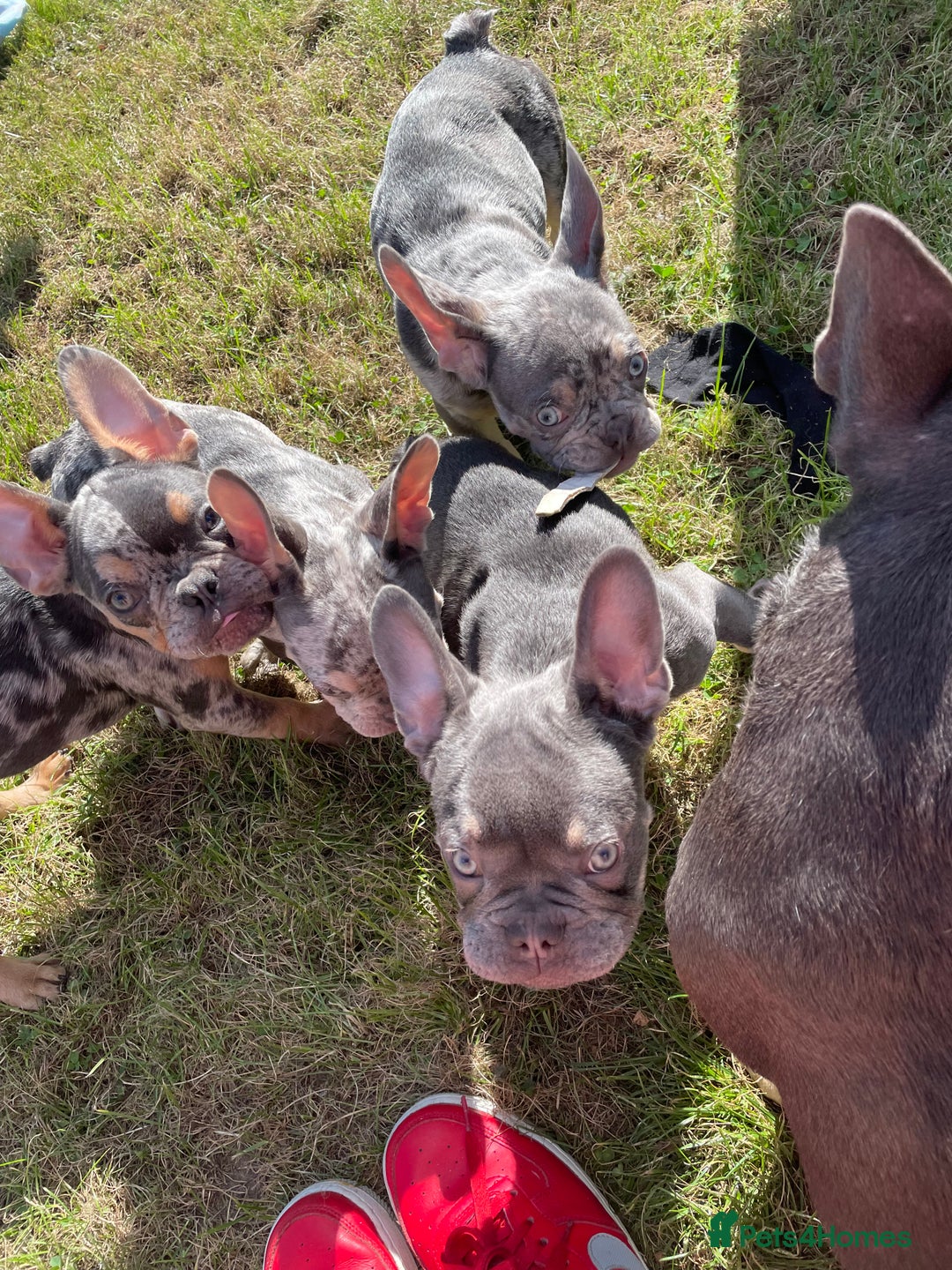 French Bulldog dogs for sale: Kc registered 12 week old French. Bulldogs  - Image 16