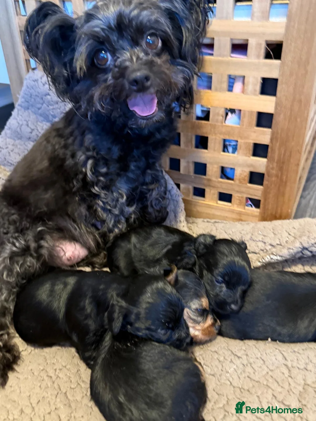Mixed Breed dogs for sale: 4 YorkiePoo puppies - Advert 7