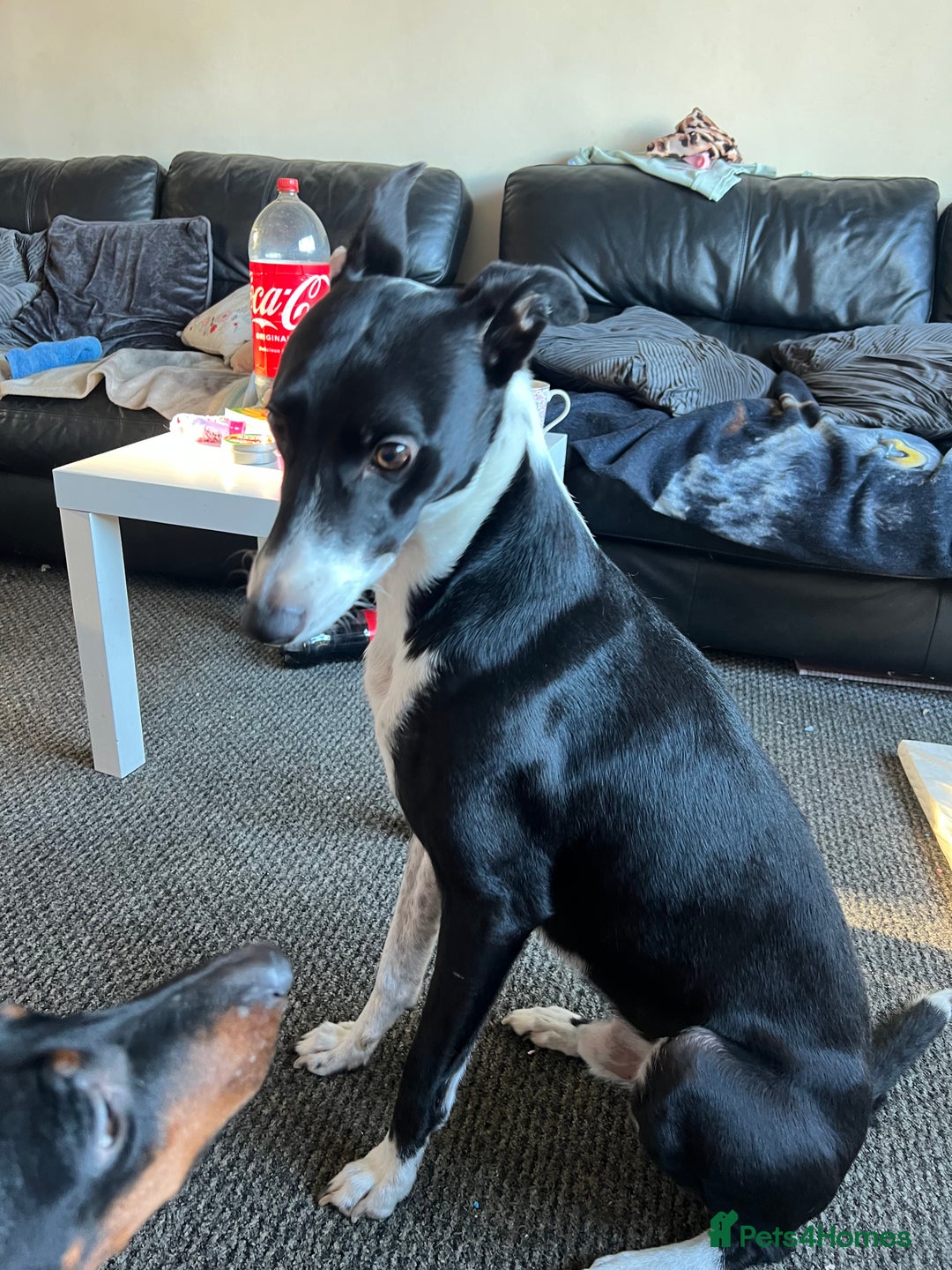 Mixed Breed dogs for sale: Beautiful female Manchester terrier cros lurcher - Advert 6