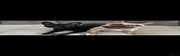 French Bulldog dogs for sale: Rehome 2 beautiful frenchies  - Advert 5