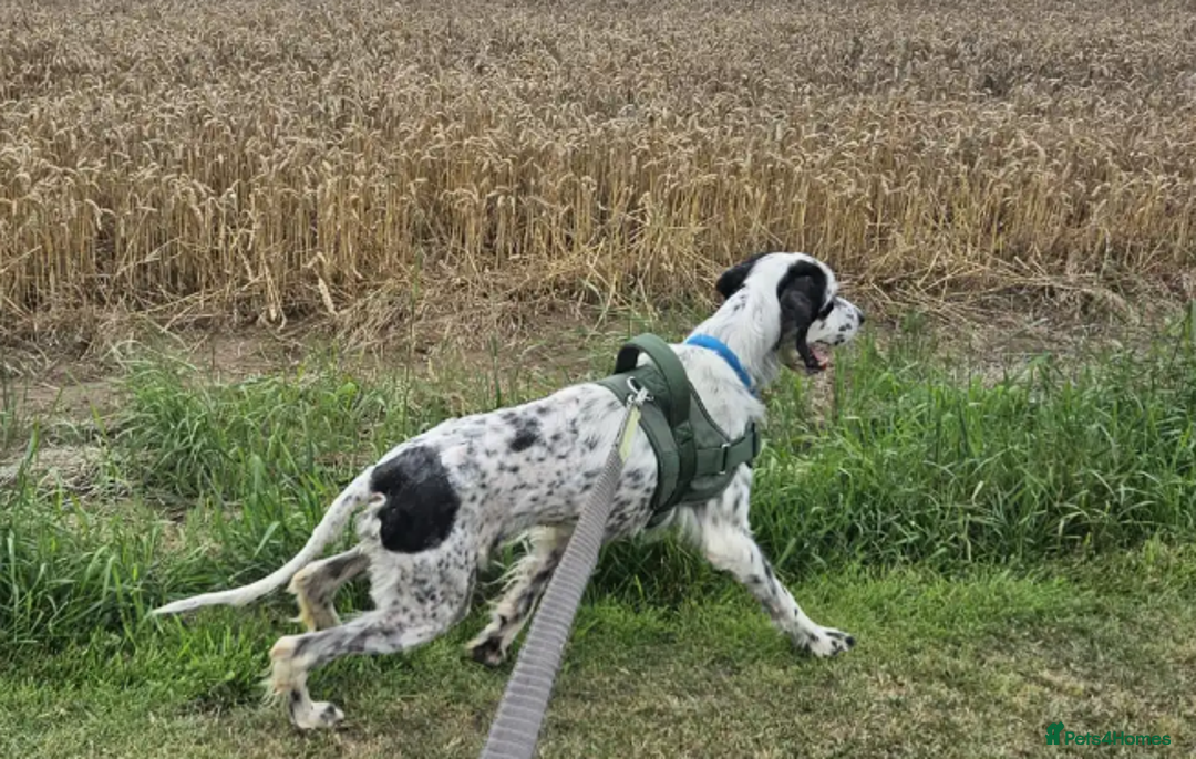 English Setter dogs for adoption: Mike  in Holywell - Image 15