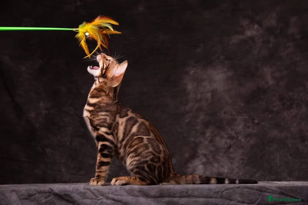 Bengal cats for stud: Impressive Stud Bengal TICA WCF reg in Harlow - Advert 21