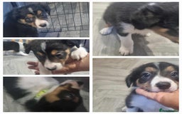 Border Collie dogs for sale: Border collie puppies  - Image 14