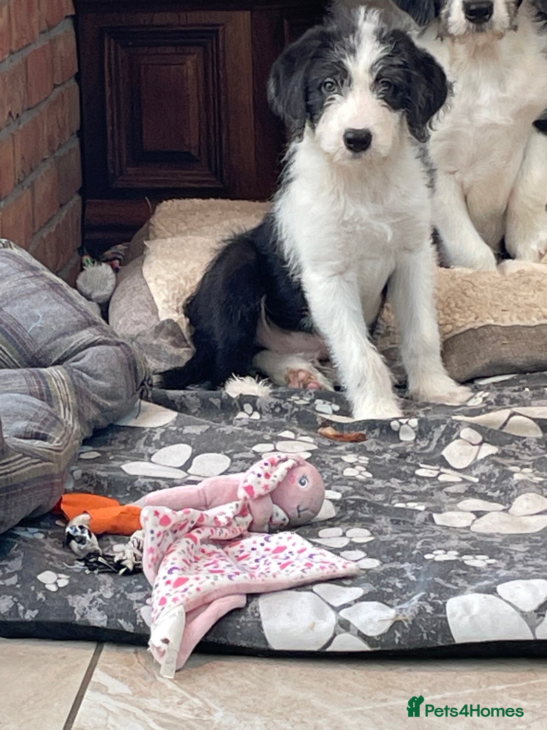 Mixed Breed dogs for sale: Boys and girls available  - Image 7