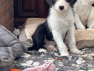 Mixed Breed dogs Boys and girls available - Advert 7