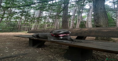 Staffordshire Bull Terrier dogs - Advert 2