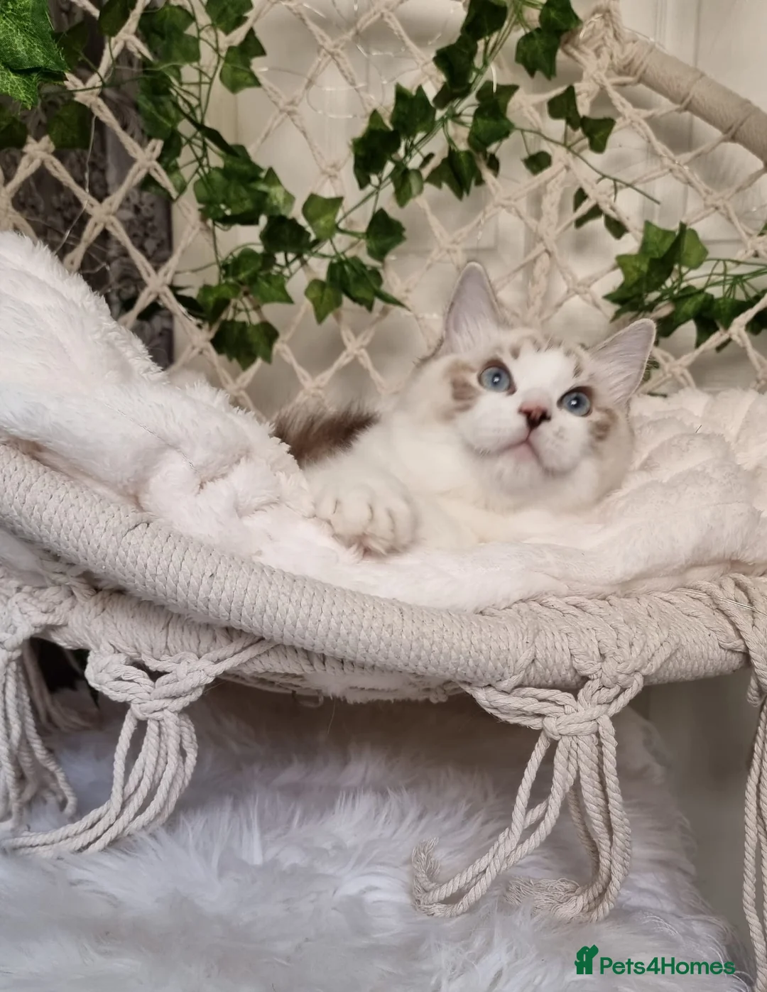 Ragdoll cats for sale: Tica registered Amazing quality kittens - Advert 2