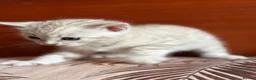 Bengal cats for sale: Beautiful Bengal Kittens – Ready Soon 🐾 in London - Advert 6