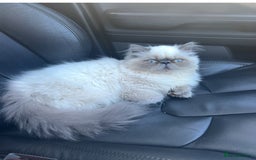 Persian cats for sale: Color point Persian kittens - Image 9