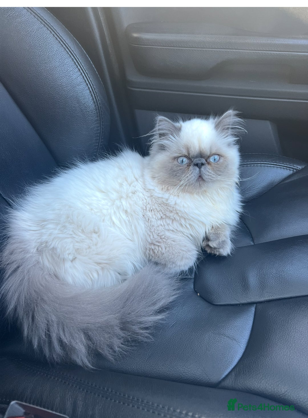 Persian cats for sale: Color point Persian kittens - Image 9