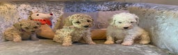 Toy Poodle dogs for sale: ✨Beautiful Litter of Healthy Poodle Puppies ✨🐩 - Advert 14