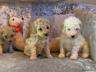 Toy Poodle dogs Beautiful healthy poodle puppies ready now ✨🐩 - Advert 5