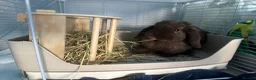 Mini Lop rabbits for sale: Mini lop - Advert 2