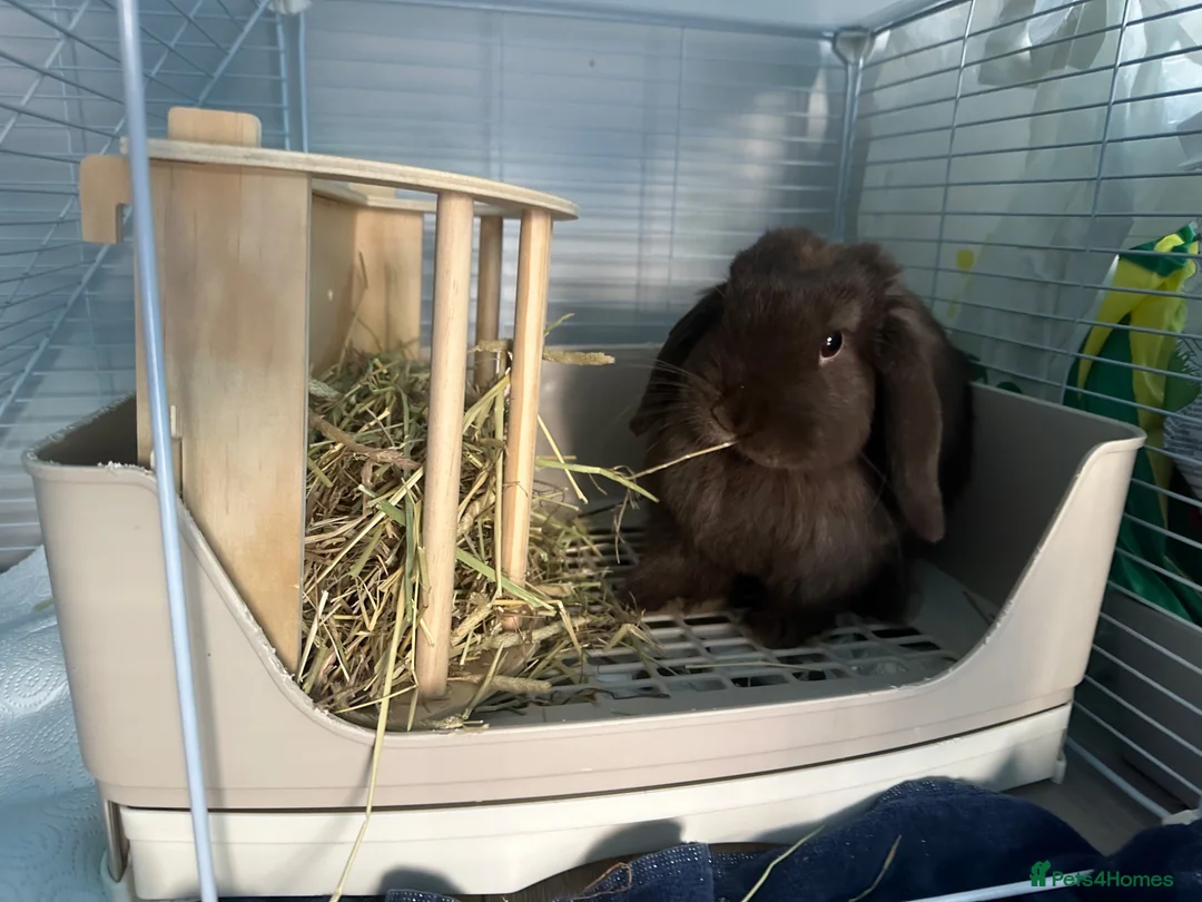 Mini Lop rabbits for sale: Mini lop - Advert 2