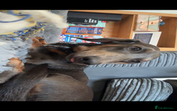 Miniature Dachshund dogs for sale: Entire Male miniature dachshund  - Image 3
