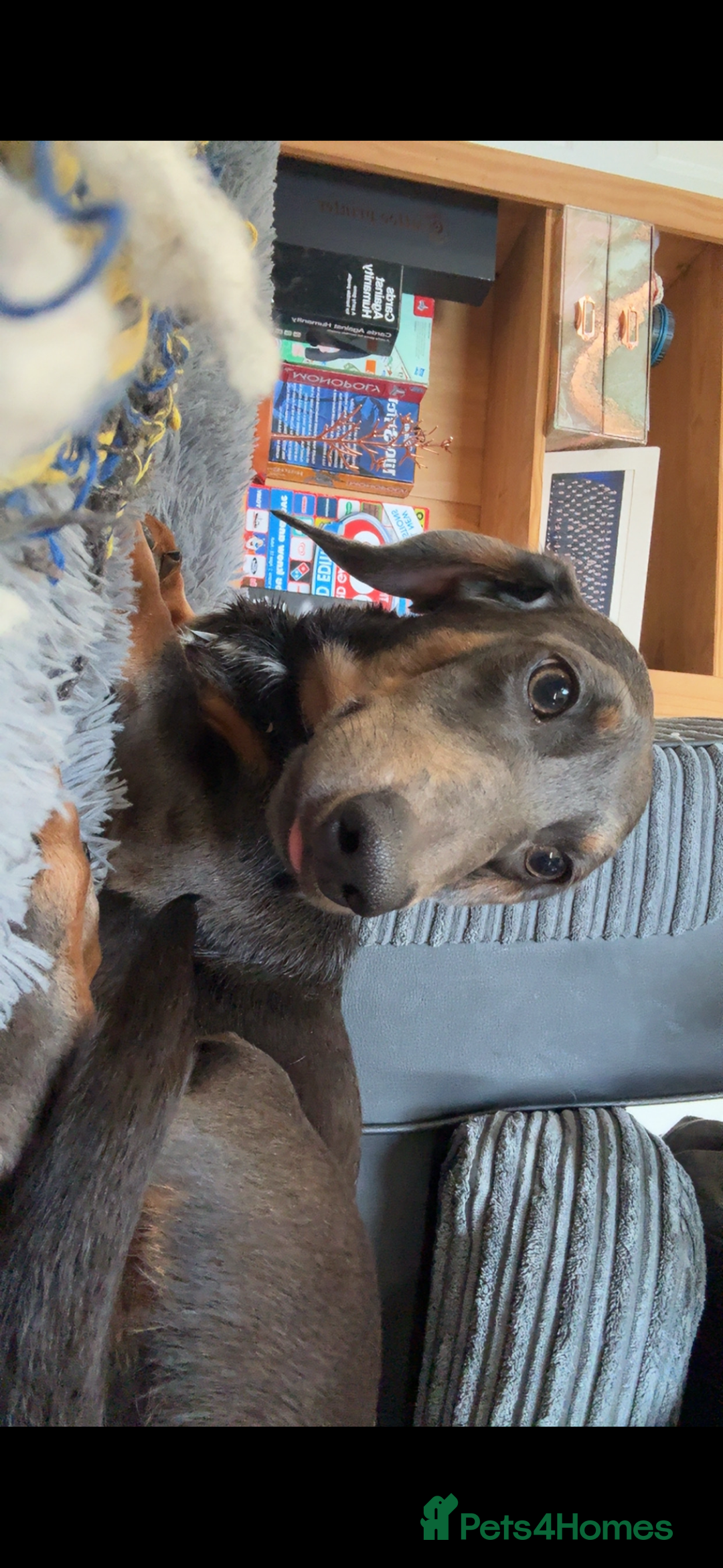 Miniature Dachshund dogs for sale: Entire Male miniature dachshund  - Image 3