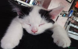 Domestic Shorthair cats for sale: 2 Female kittens ready for there forever home. - Image 3