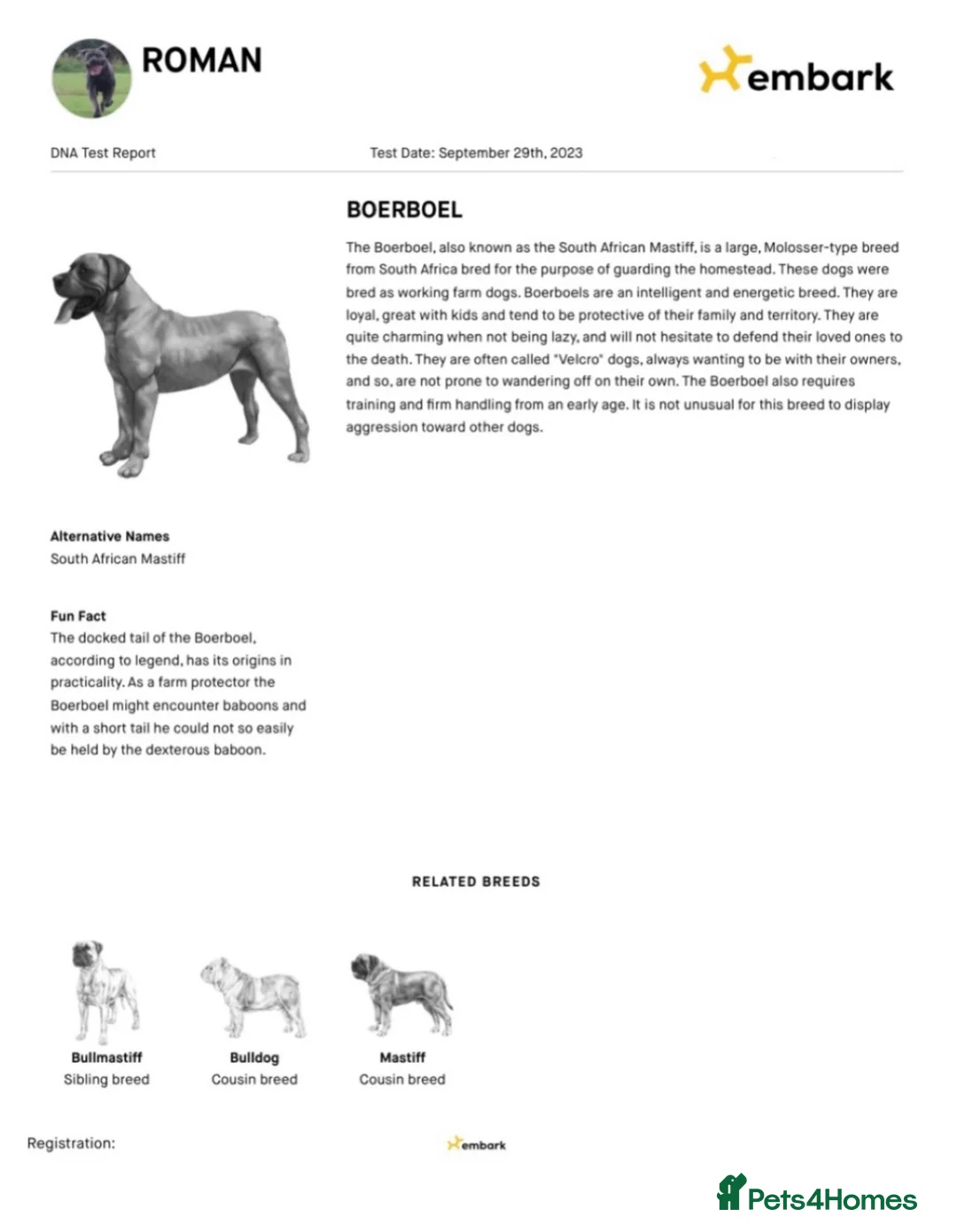 Boerboel dogs for stud: Imperial Health Tested & Champion Stud in Eastleigh - Advert 22