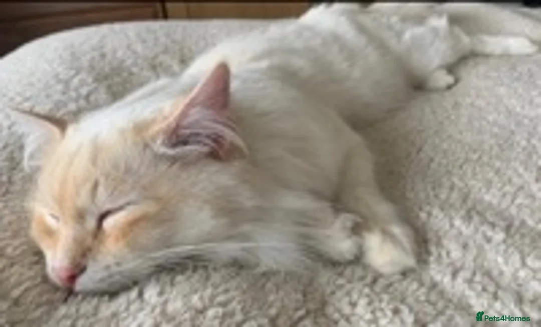 Siberian cats for stud: Siberian Neva Masquerade Available For Stud in Leeds - Advert 10