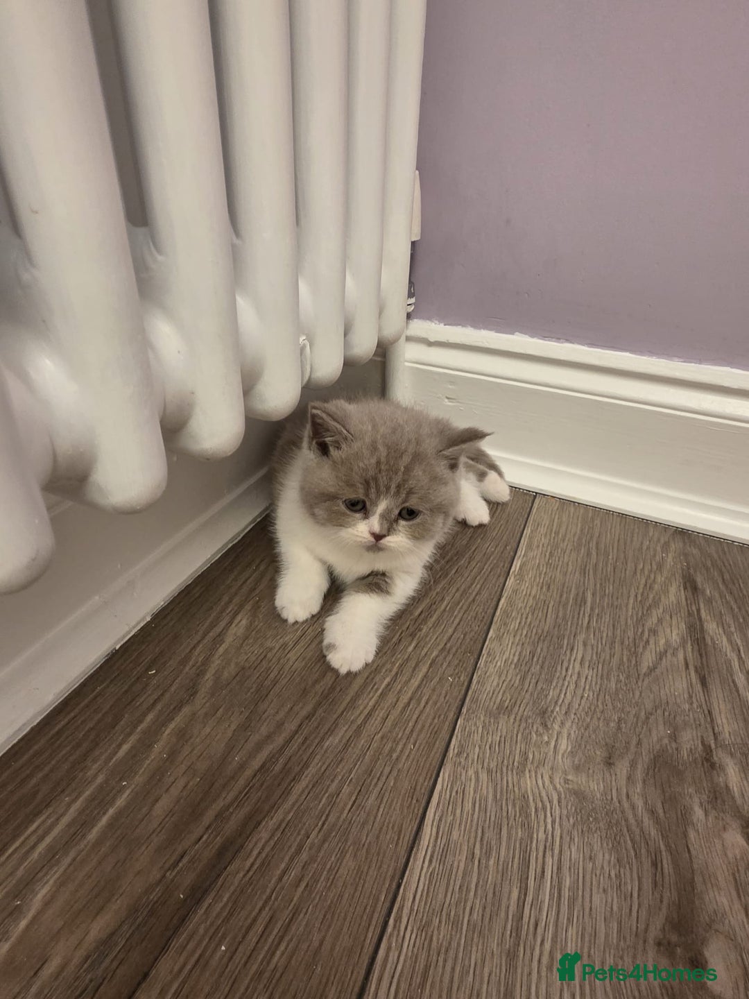 British Shorthair cats for sale: British shorthair - Advert 10
