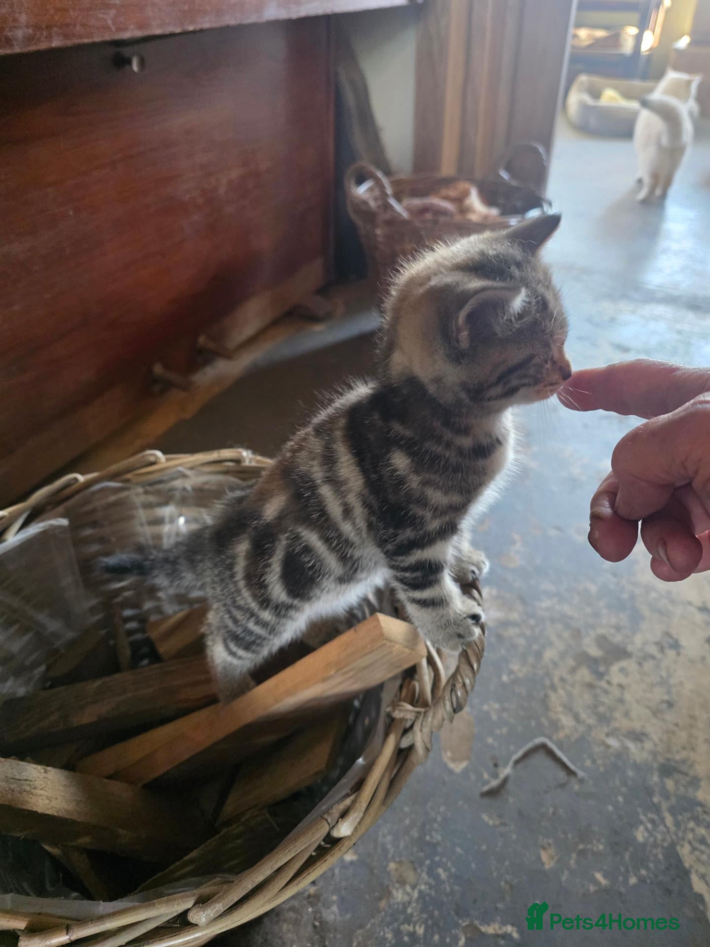 British Shorthair cats  Golden Tabby BSH TICA reg Adorable babies - Advert 2