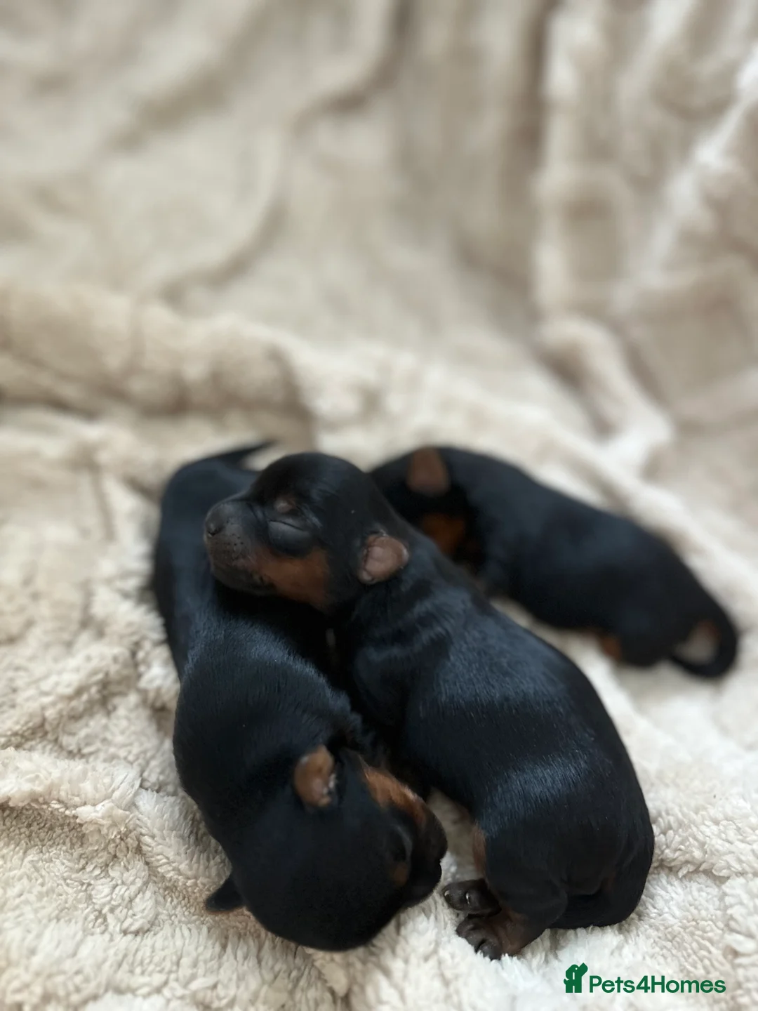 Yorkshire Terrier dogs for stud: Super small Yorkie with short muzzle DNA tested in Sheffield - Advert 30