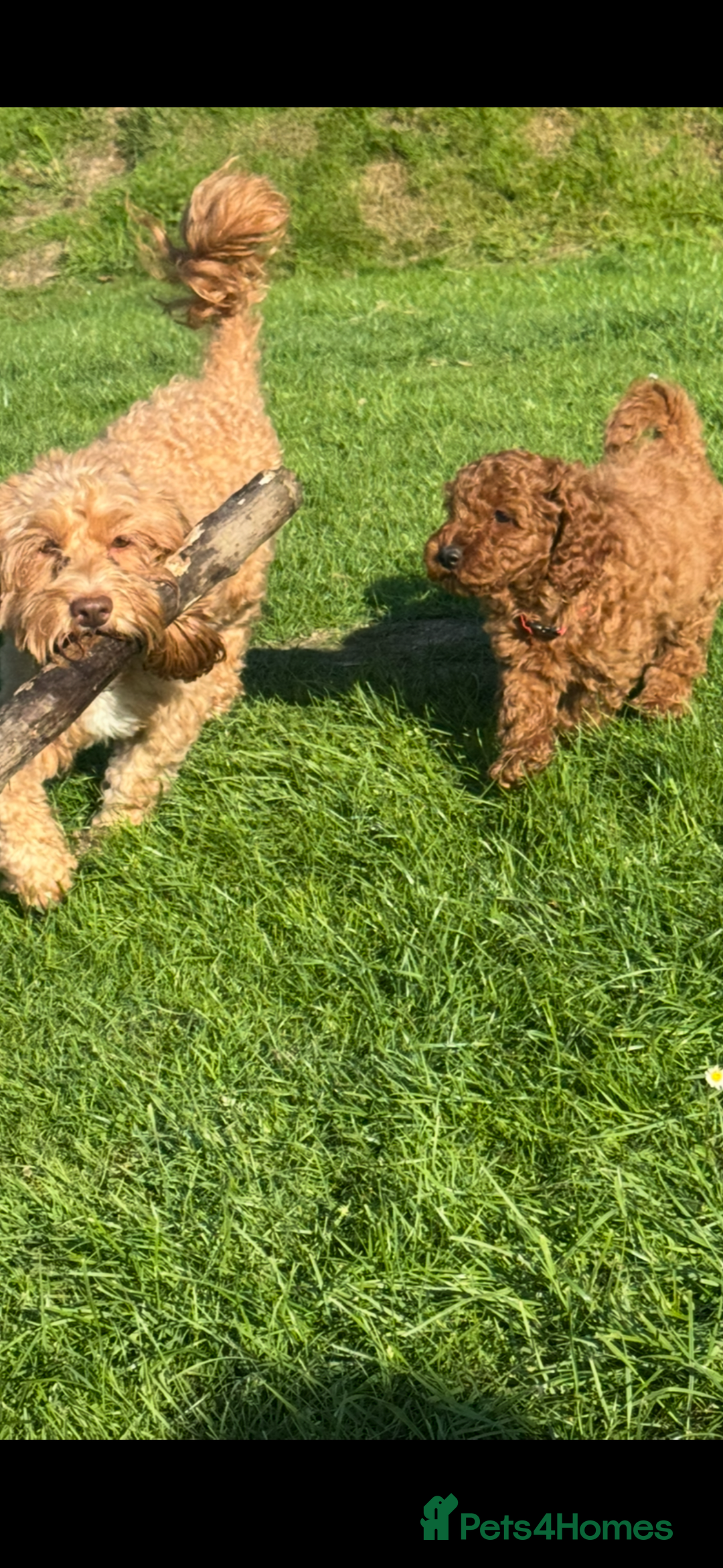 Cockapoo dogs for sale: Cockapoo pups ready now - Image 6