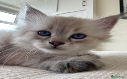 Siberian cats for sale: 😍 Siberian Neva Masquerade kittens 😍 - Image 25
