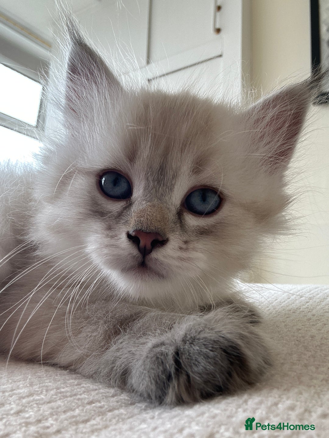 Siberian cats for sale: 😍 Siberian Neva Masquerade kittens 😍 - Image 25