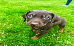 Rhodesian Ridgeback dogs for sale: Rhodesian Ridgeback puppies  - Image 4
