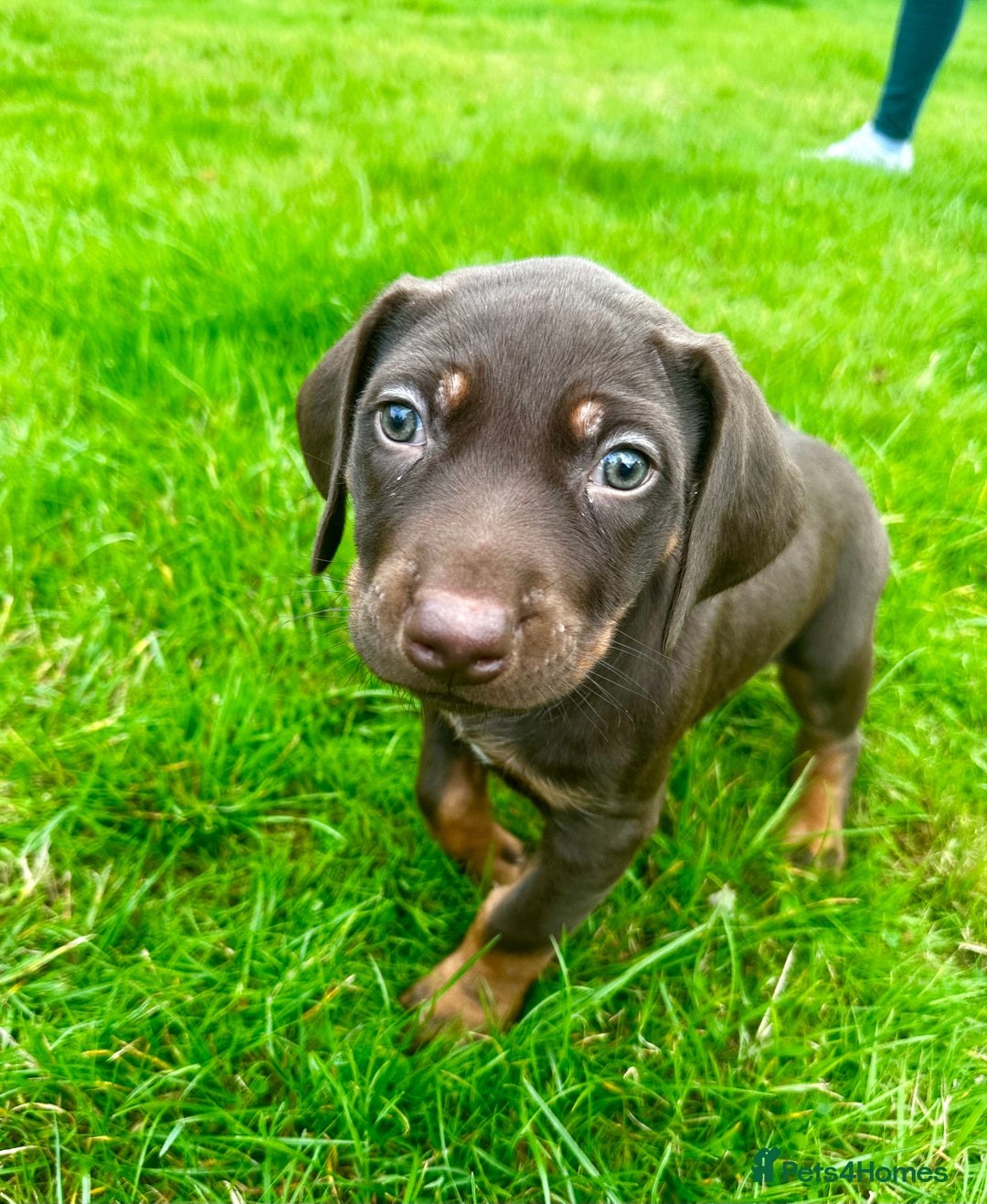 Rhodesian Ridgeback dogs for sale: Rhodesian Ridgeback puppies  - Image 4
