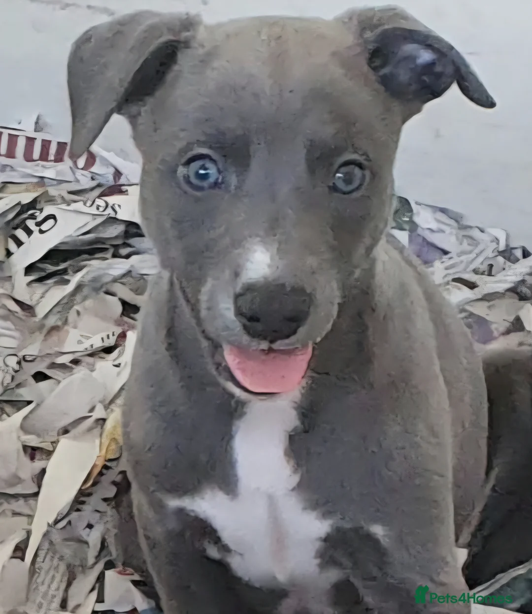 Whippet dogs for sale: Pedigree Whippet Blue Puppies - Advert 5