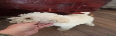 Mixed Breed Puppy 1