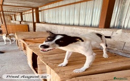 Mixed Breed dogs for adoption: Pixel, 3-4 yrs old. Available for adoption. - Image 18