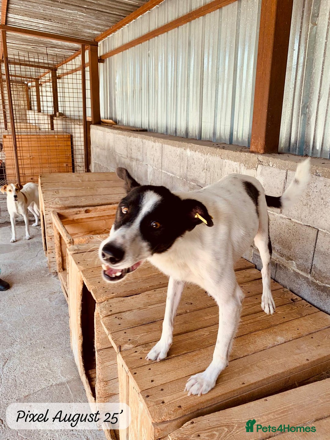 Mixed Breed dogs for adoption: Pixel, 3-4 yrs old. Available for adoption. - Image 18