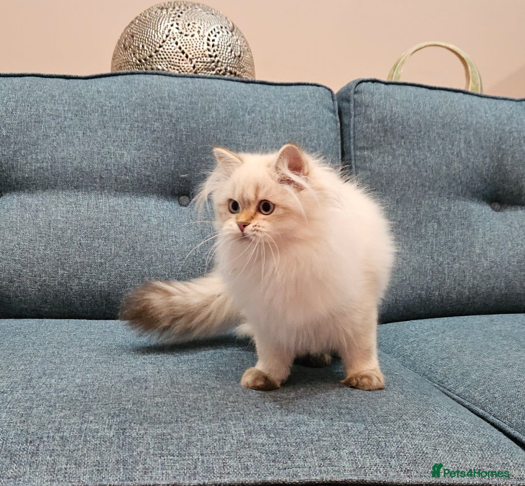 British Shorthair cats for sale: Excellent Scottish straight kittens. Ready to go - Image 9